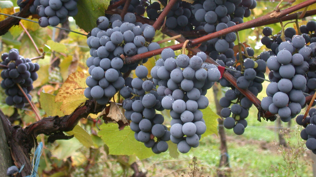 Close-up of purple grapes used to make Riportella wine