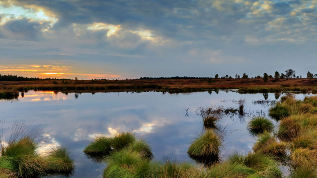 Panorama of a wetland