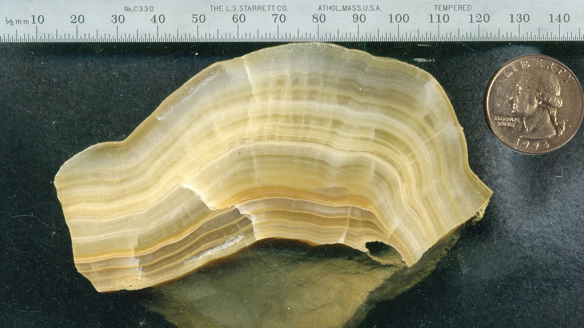 A layered tan-colored rock on a table with a ruler and quarter for scale.