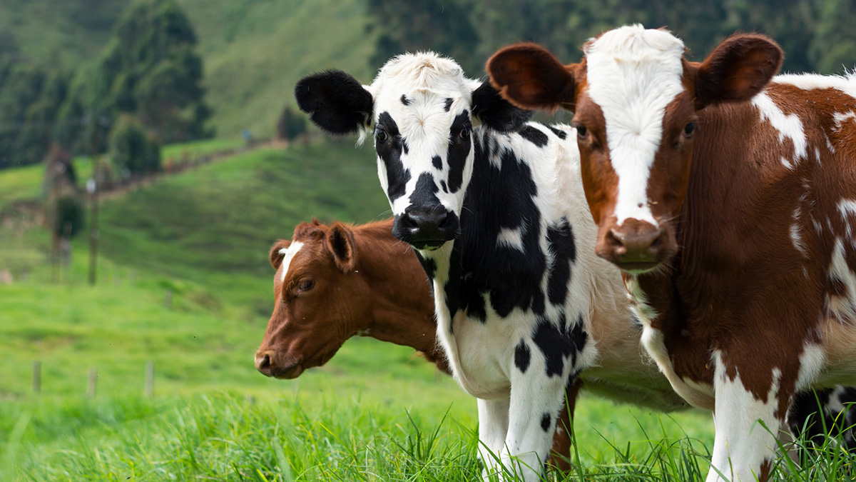 A close-up photo of three cows—two with brown-and-white hide and one with black-and-white hide