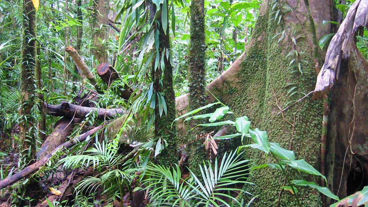 Several moss-covered tree trunks surrounded by dense foliage and ferns.