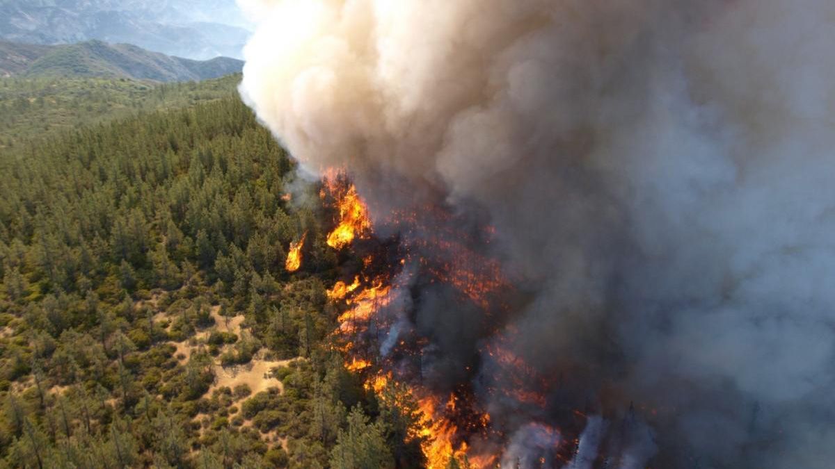 Photo of an active flame front in a forest