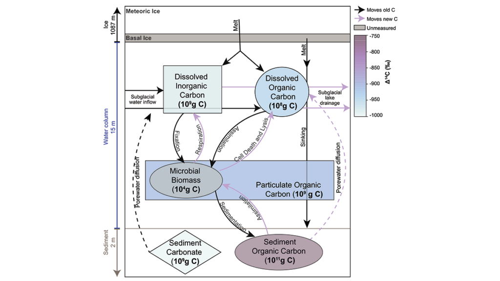 Diagram of the carbon cycling in Subglacial Lake Mercer.