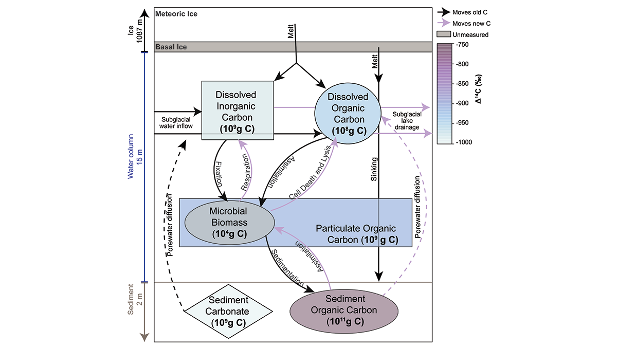 Diagram of the carbon cycling in Subglacial Lake Mercer.