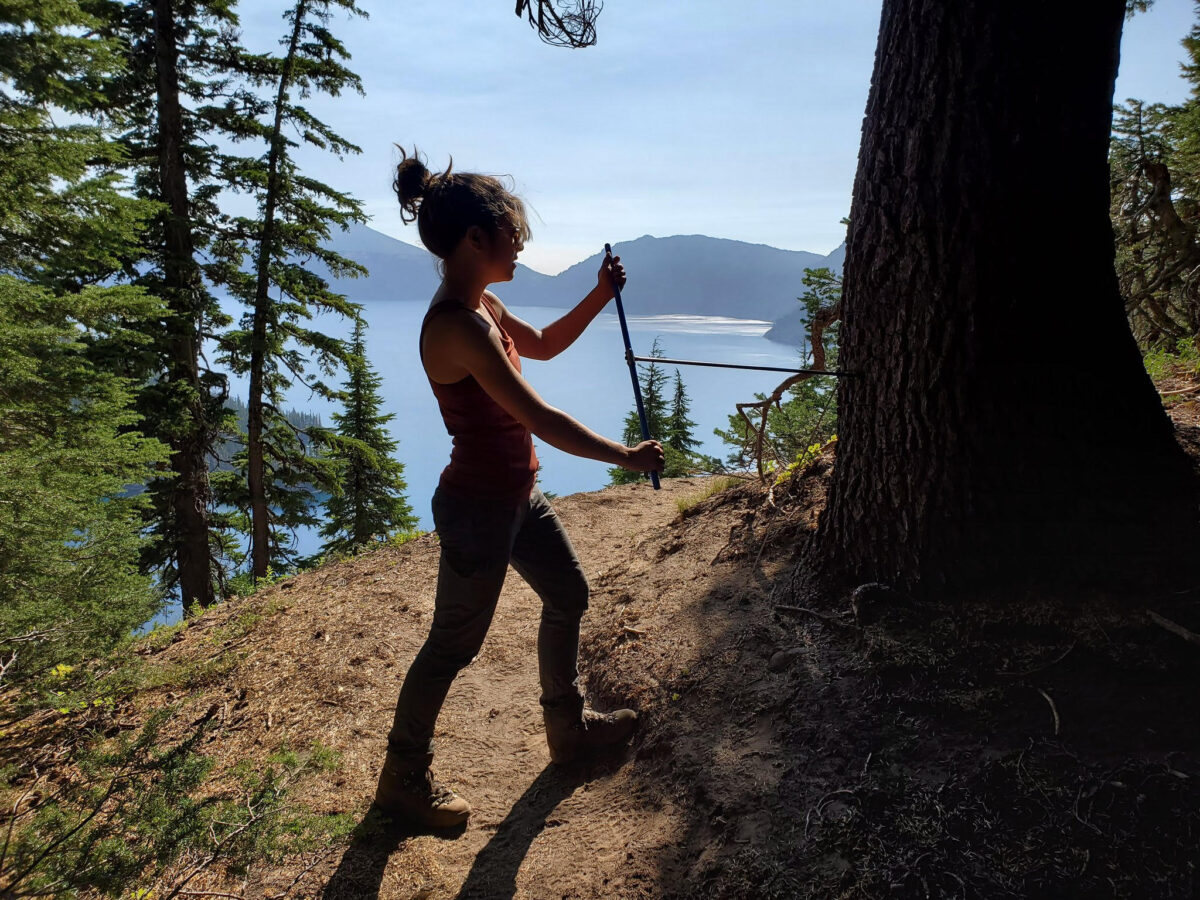 A person in shadow stands next to a mountain hemlock tree at Crater Lake, twisting a long coring instrument into the tree.