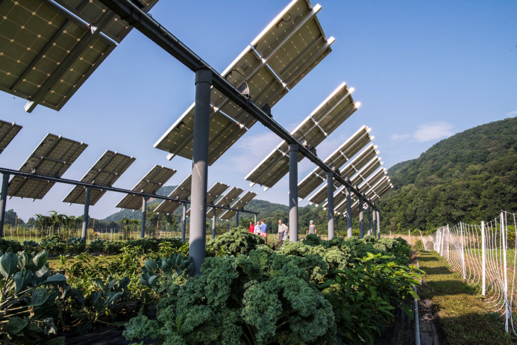 Crops grow beneath a photovoltaic array at an experimental farm site.