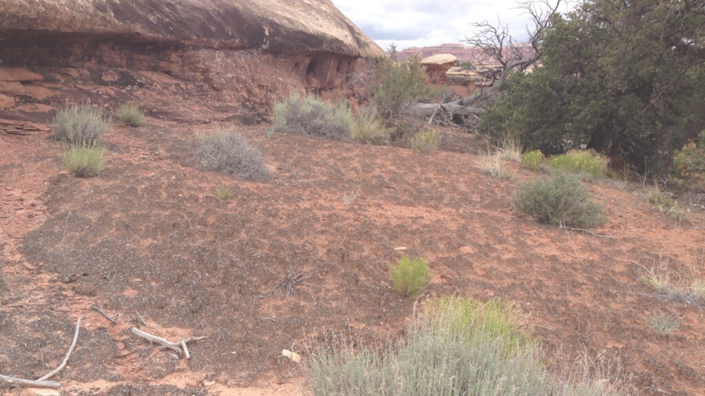 Photograph of a soil surface