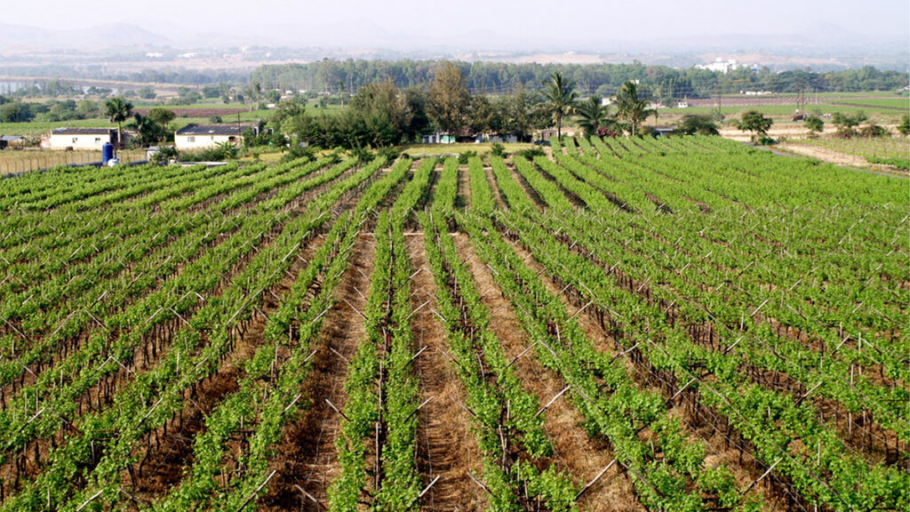 Green grape plants grow in neat rows on light brown soil. Interspersed trees and buildings line the background.