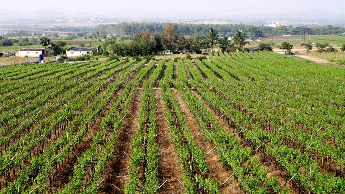 Green grape plants grow in neat rows on light brown soil. Interspersed trees and buildings line the background.