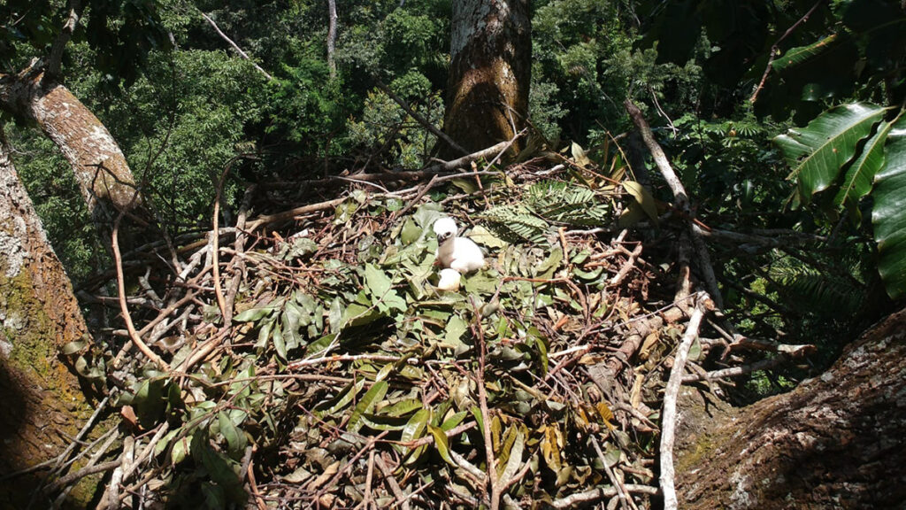 A photo angled from above of a small white bird and a white egg in a nest of twigs.
