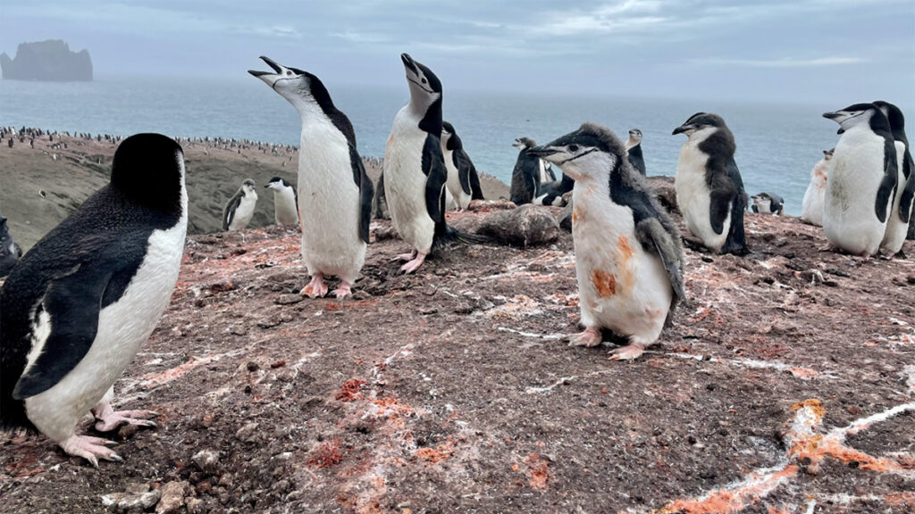 A group of penguins stand on ground streaked with yellow-white droppings. The sea is in the background.