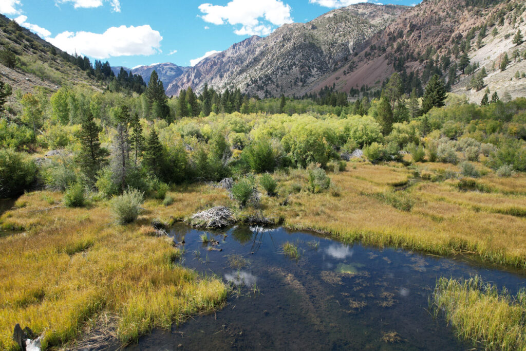 Aerial view of a beaver dam and pond in a valley with mountains on either side.