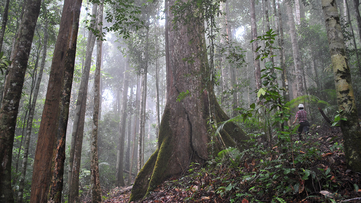 Photo of fog-filled tropical forest