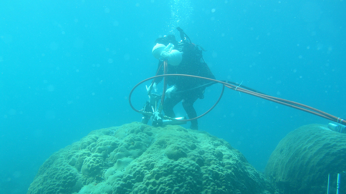 Una imagen subacuática que muestra a un científico con traje de buzo sobre un coral extrayendo un núcleo de este.