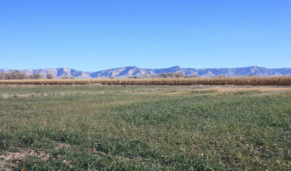 An experimental agricultural plot in Boulder, Colo., tests no-till crops.