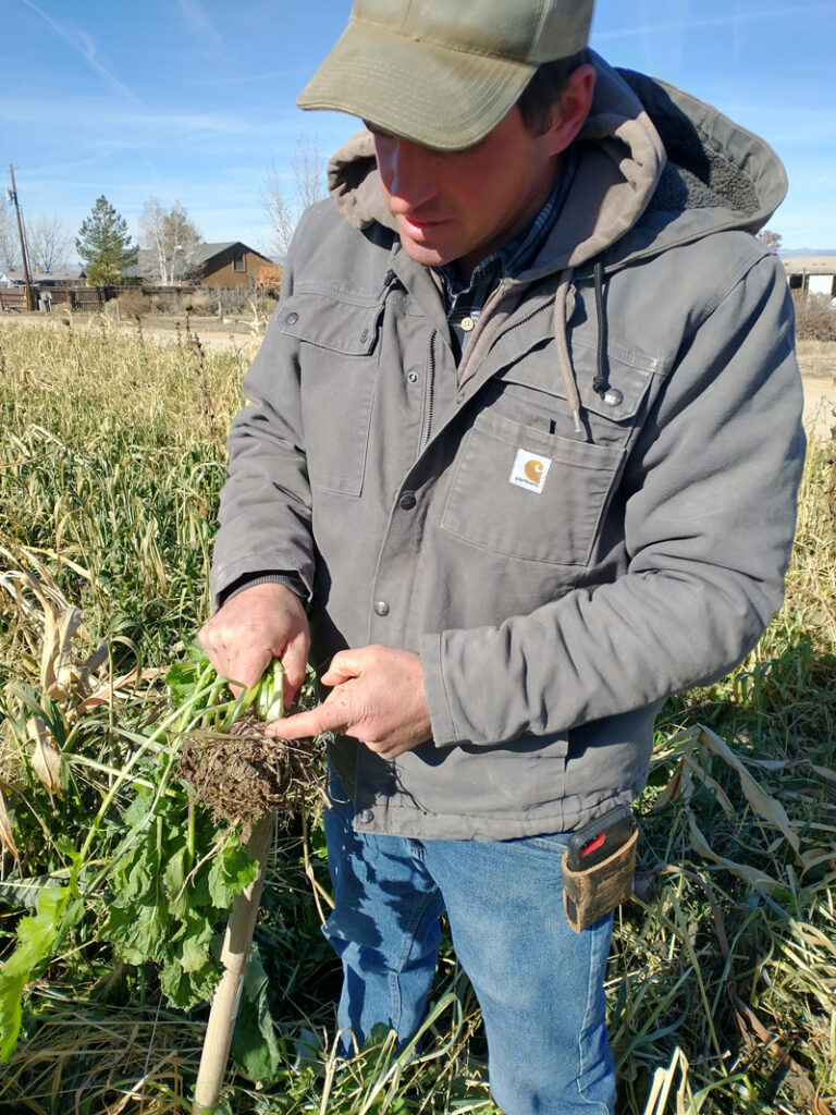 Farmer Lowell King holds a radish on his farm in Fruita, Colo.