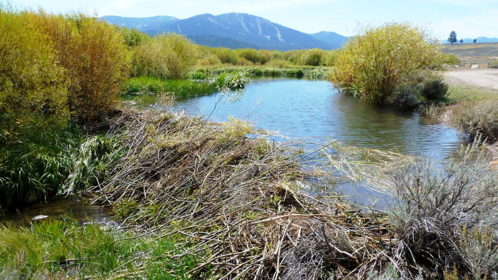 A beaver dam made of numerous small branches sits in a small pond, with mountains in the distance.