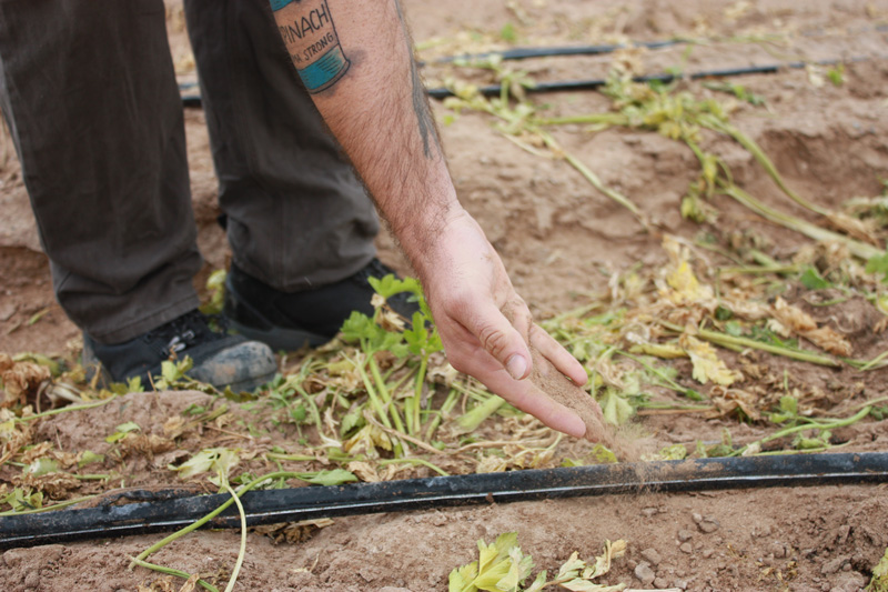 A man with an arm tattoo of a can of spinach sifts sandy soil through his hands at an experimental plot in Yuma, Ariz.