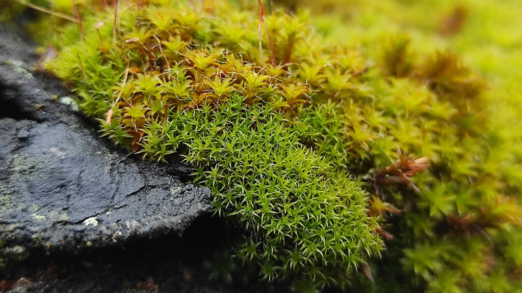 Close-up of star moss on a black rock