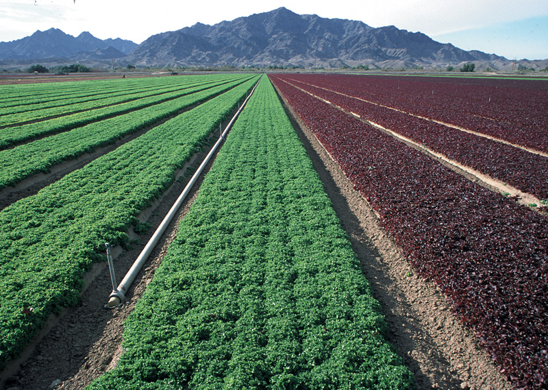 Rows of green and red lettuce stretch along a field in Yuma.