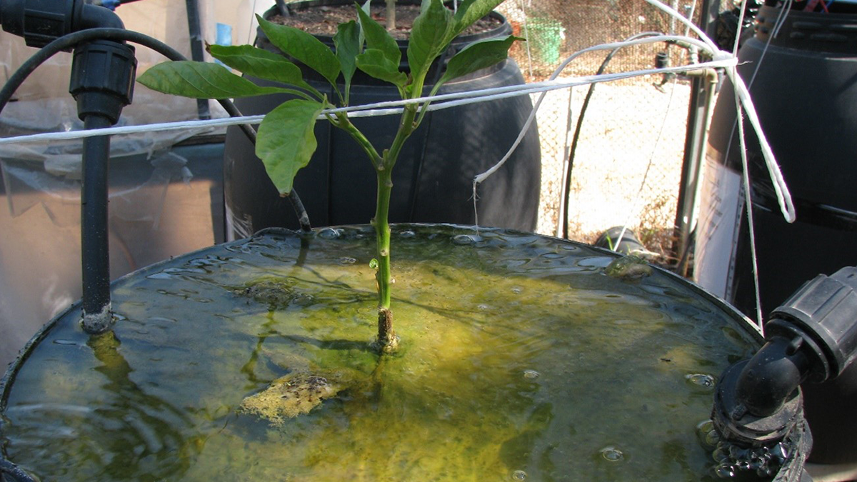 Photo of a bell pepper plant experiment