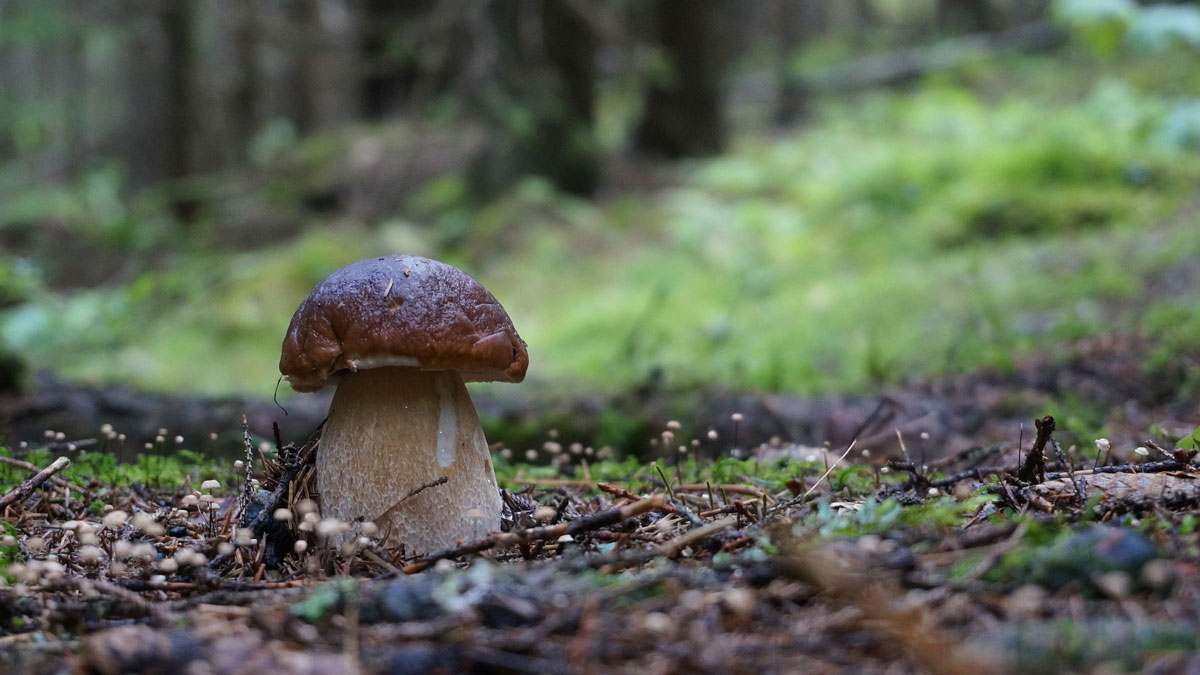 A photo of a small mushroom in a wooded area surrounded by tiny mushroom sprouts