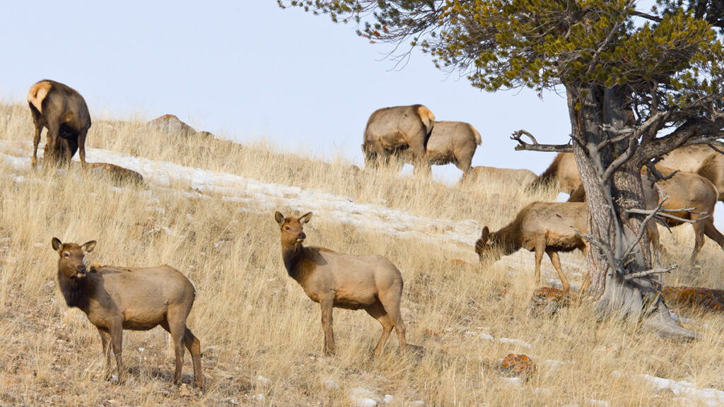 Several large brown animals stand in pale yellow grass. A tree at the right of the photo partially obscures several animals.