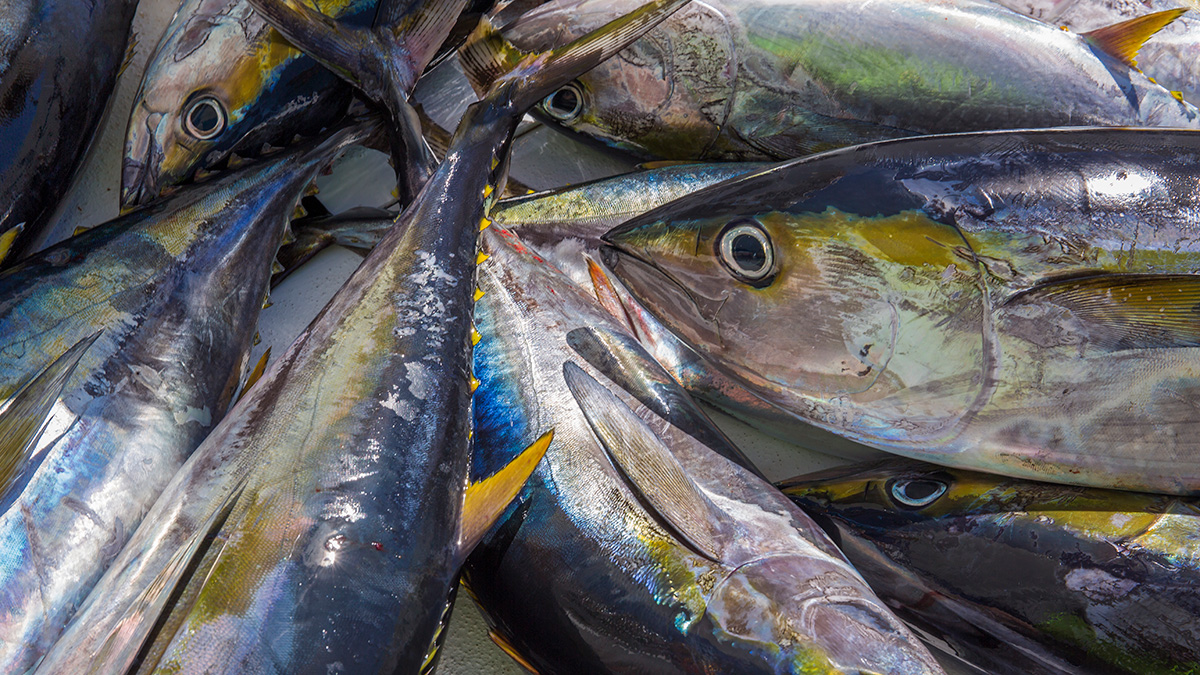 Imagen de peces capturados con colores azules y plateados