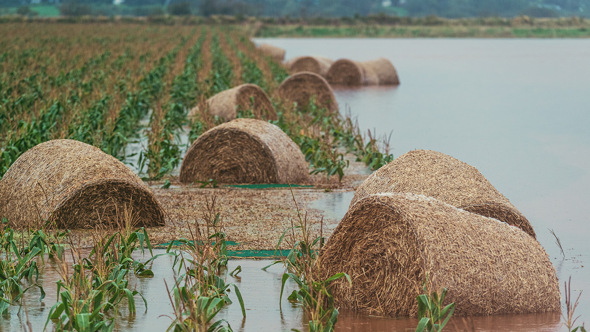 Photo of rows of green and brown corn plants that are half flooded. Brown cylinders of hay are scattered within the rows of plants.