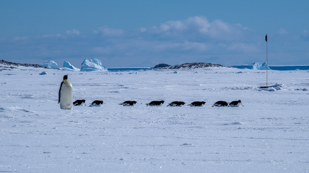 An emperor penguin is standing on a sheet of ice with a row of other penguins sliding on their bellies.