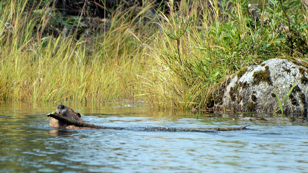 A beaver swims with a stick through a creek in front of tall grass and brush.