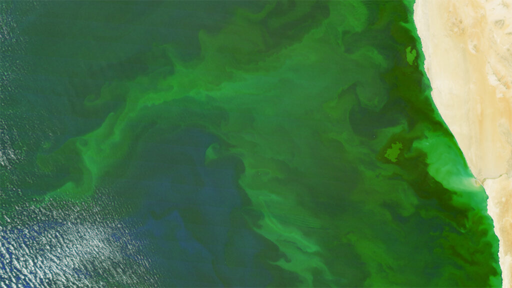 Green ocean mixed with blue close to a brown land