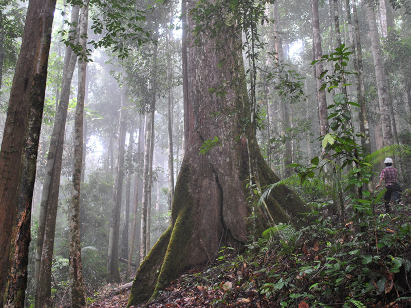 Établir une carte d’identité du bois pour freiner la déforestation illégale