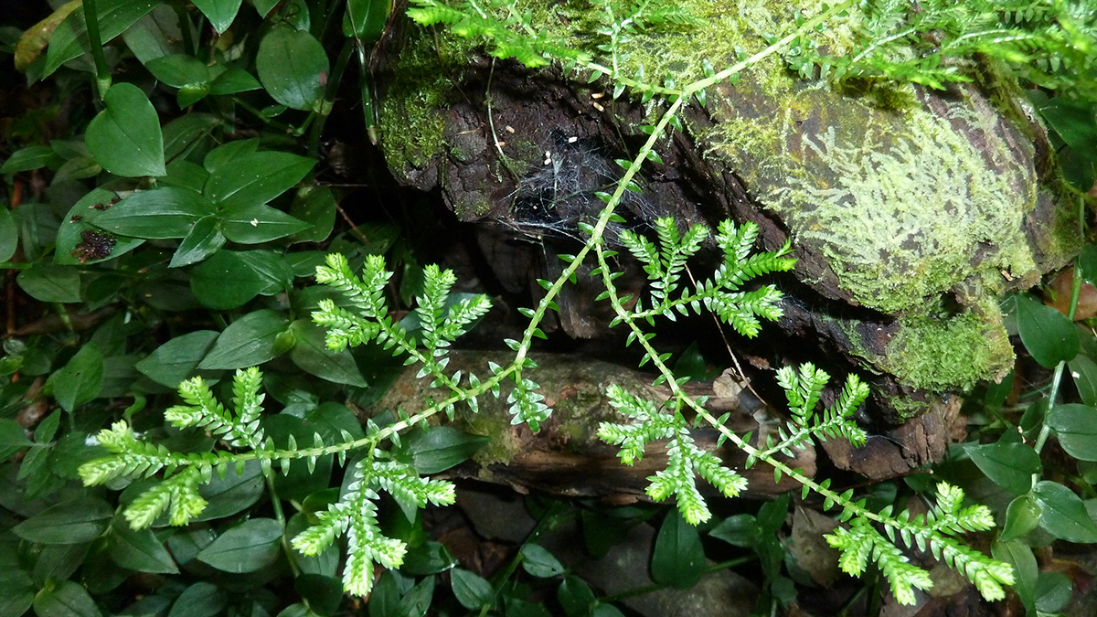 D’après de nouvelles recherches, la sélaginelle (Selaginella kraussiana) rejette du chlorométhane atmosphérique au moyen d’un mécanisme jusque-là inconnu.