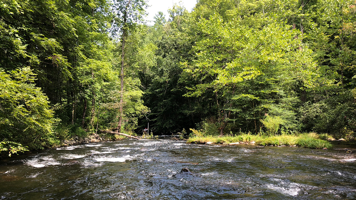 A creek flows in a forest.