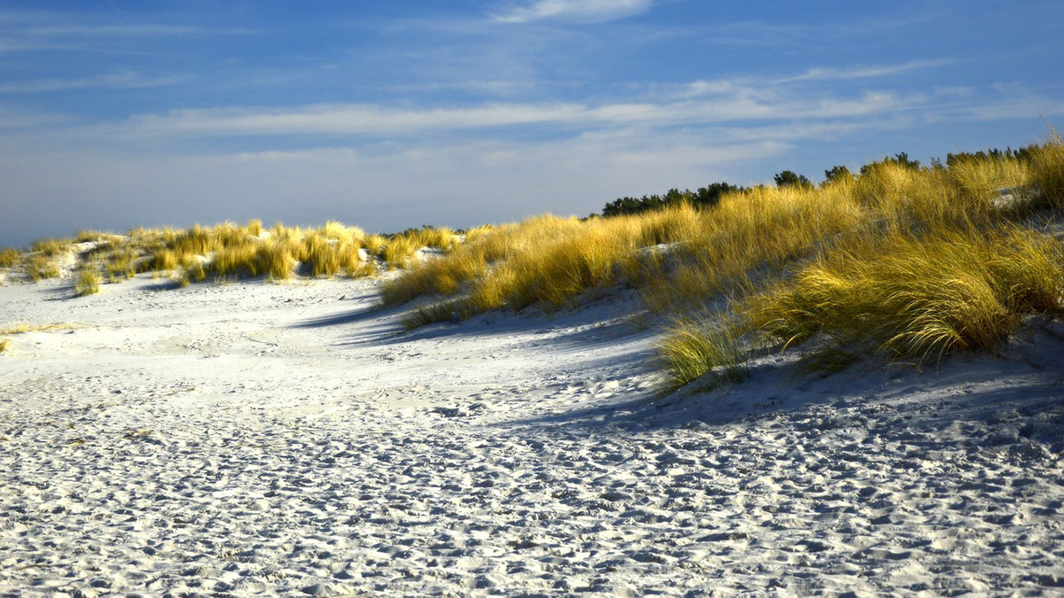 Foto de una duna de arena cubierta con plantas en la playa