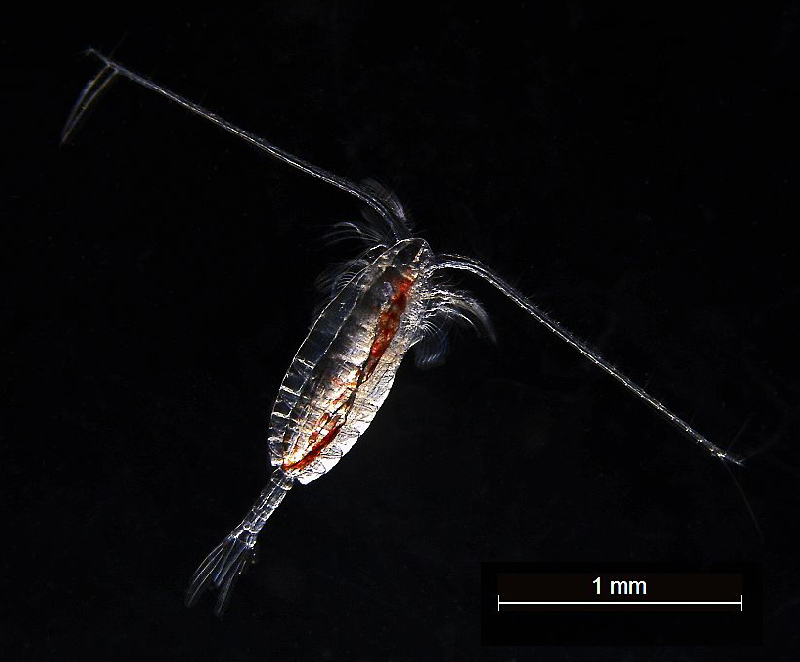 A Calanus copepod with a size bar indicating it is about 2 millimeters long
