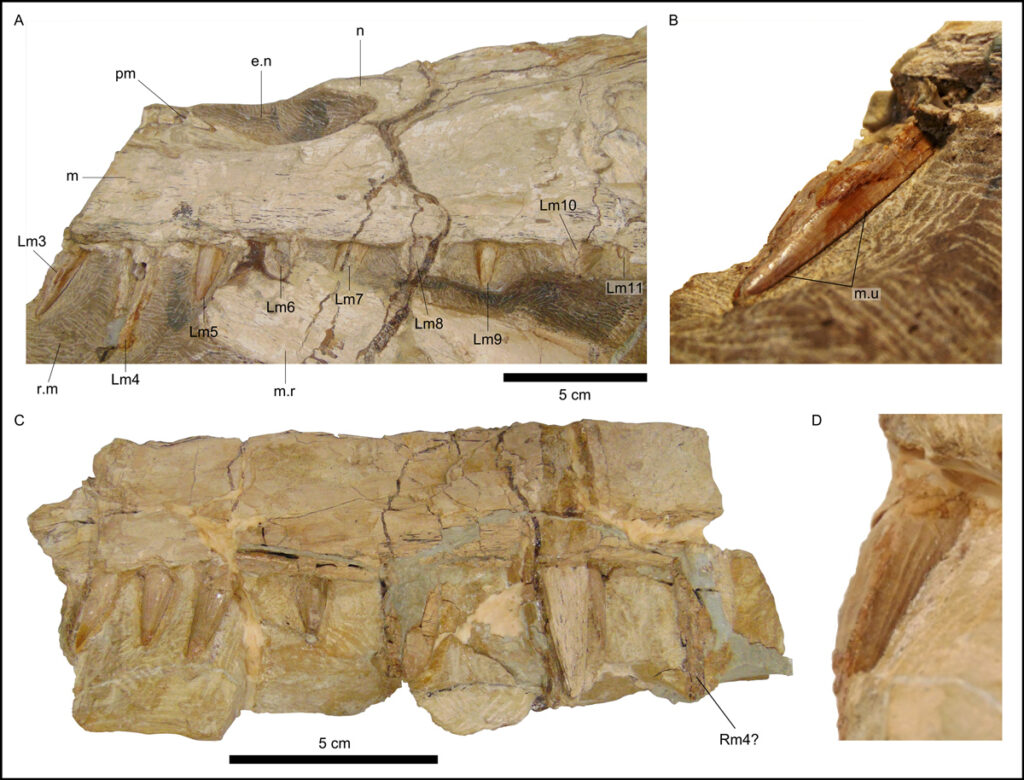 Foto aproximada da mandíbula do dinossauro