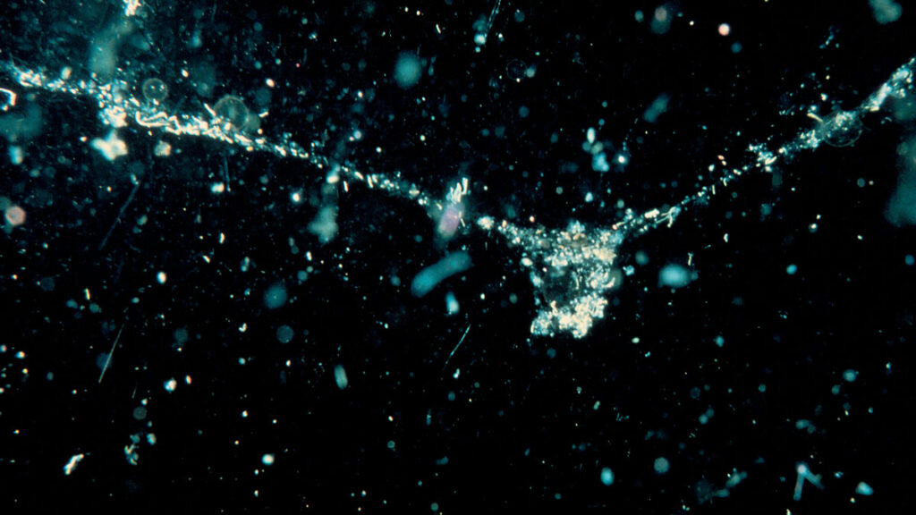 Marine snow falling through photic zone in Monterey Bay, California.