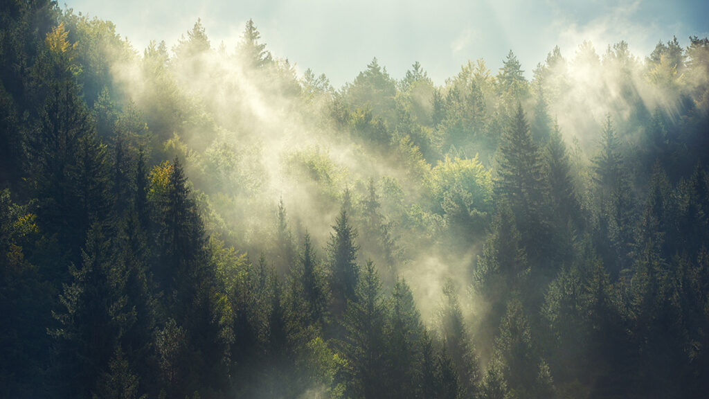 A green, forested hillside shrouded in fog