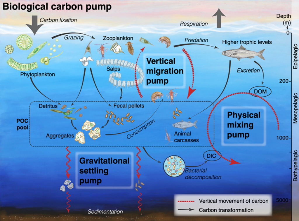 Schematic of the biological players and physical processes driving the biological carbon pump.