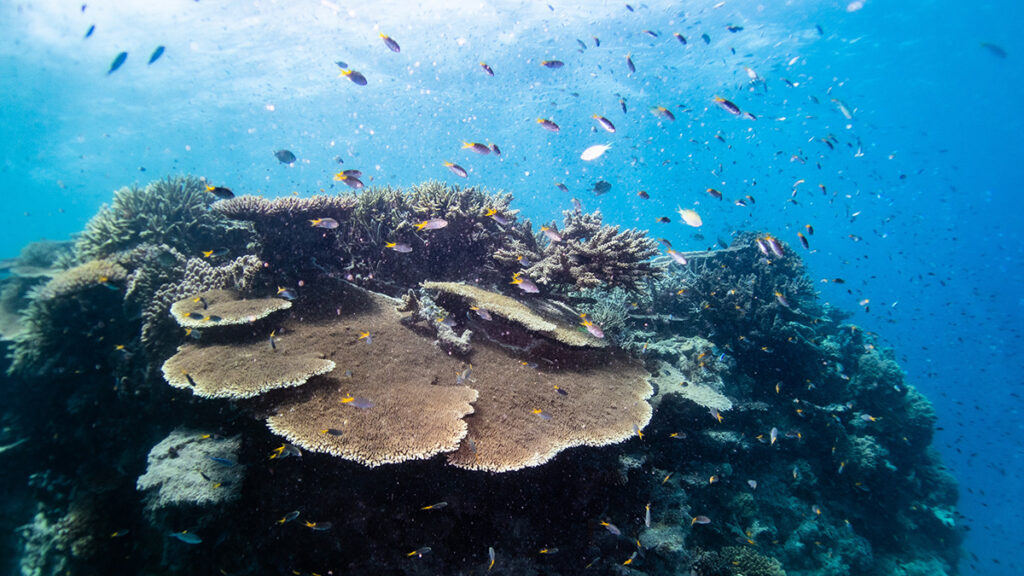 A reef teems with life in shallow water.