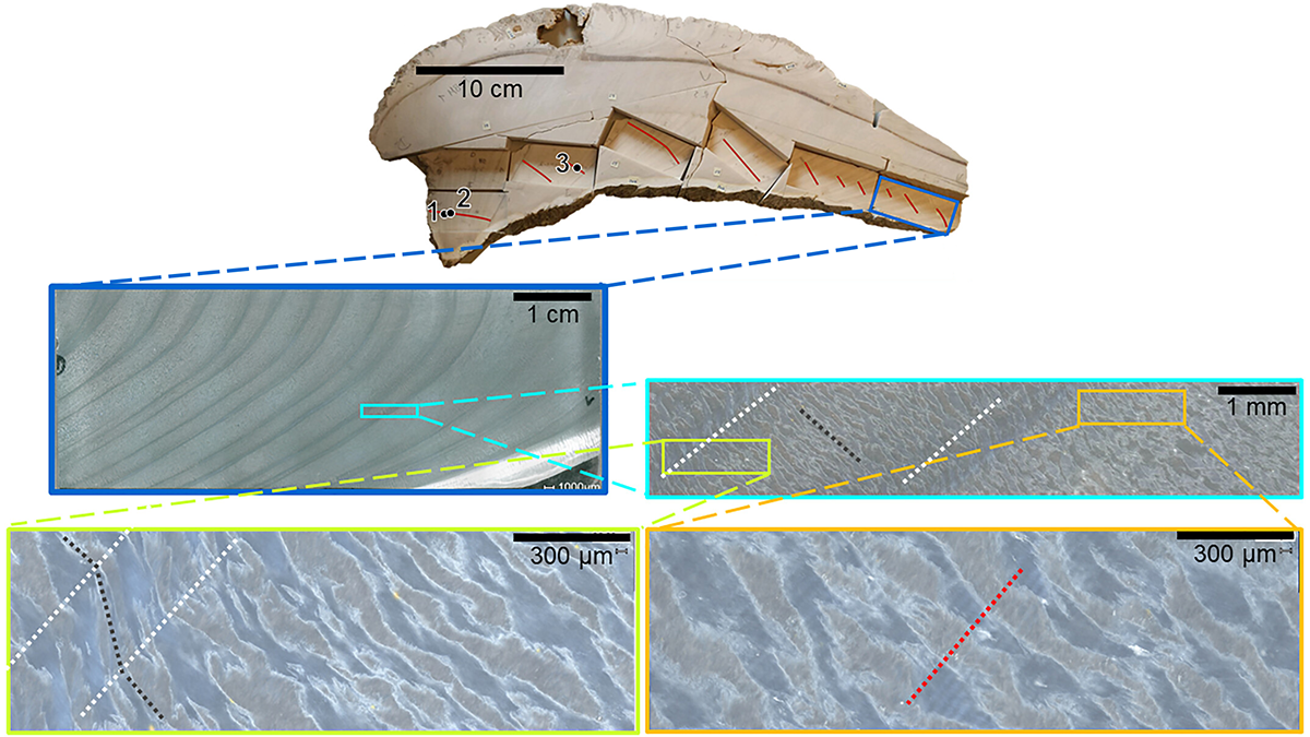 Photo of a clam with close up images below.
