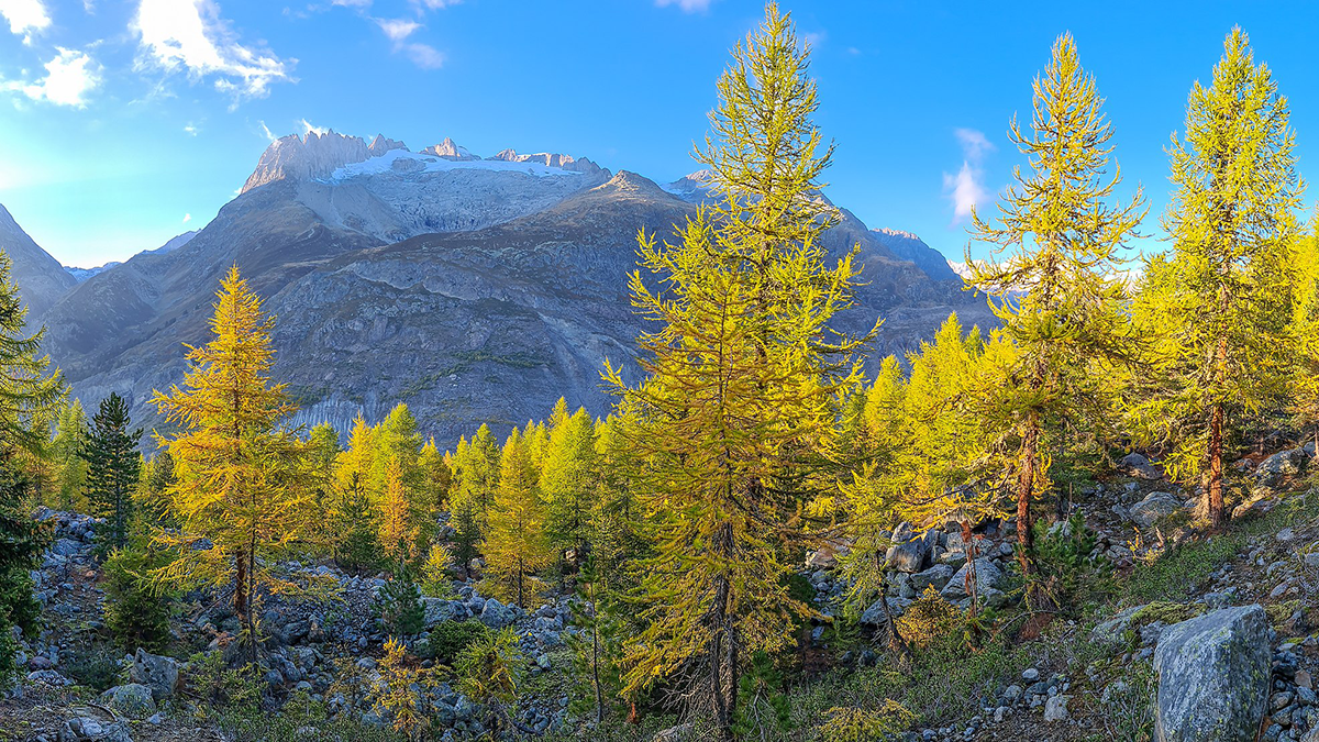 Photo of trees in front of a large mountain.