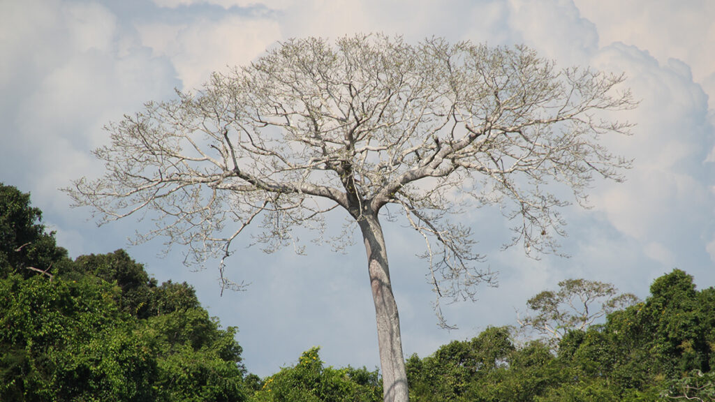 A dry tree stands out amid green trees in an Amazon forest.