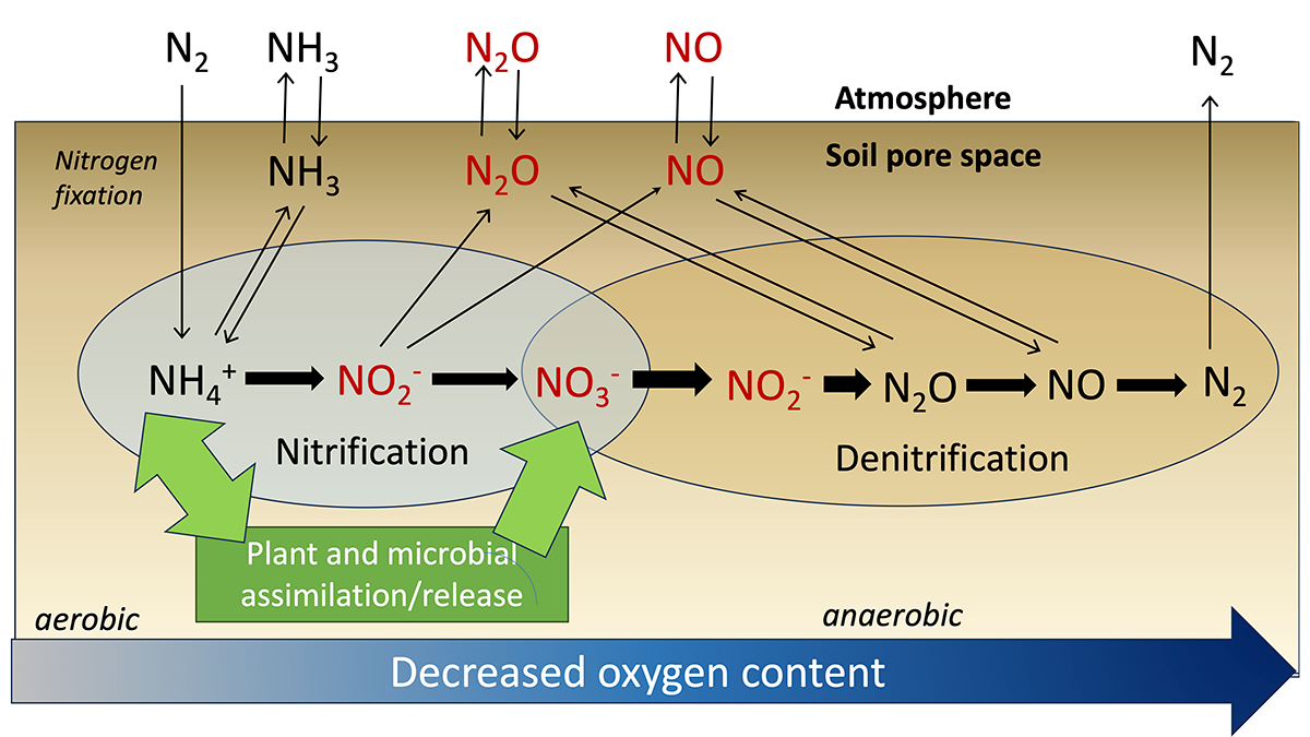 Diagram showing nitrogen transformations.