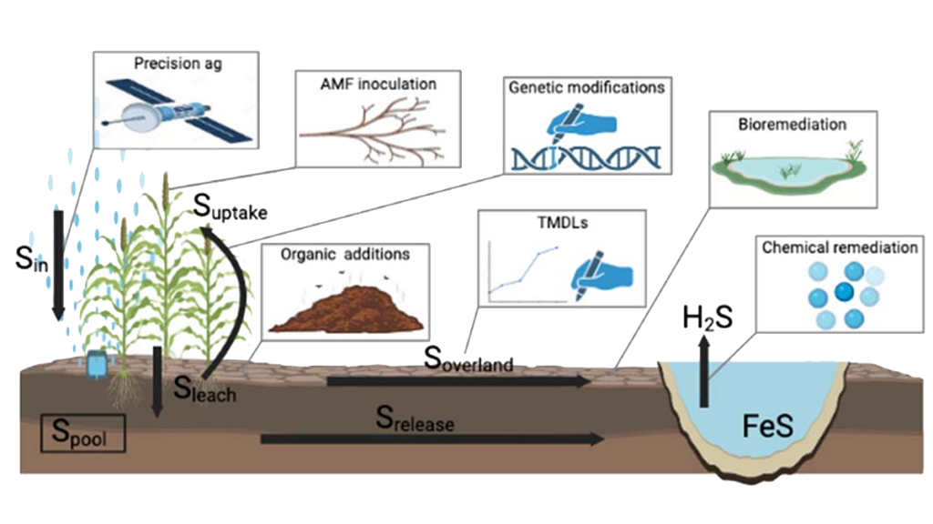 Diagram from the study.