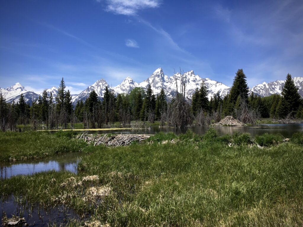 The snow-peaked mountains of the Teton Range in Grand Teton National Park are pictured against a blue sky in the background. A grassy meadow and a pond are in the foreground, and a beaver dam and beaver lodge can be seen at right in the image.