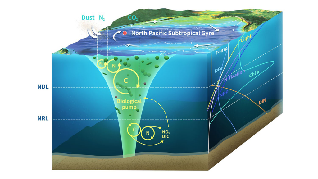 Illustration of vertical nutrient and organic carbon profiles.