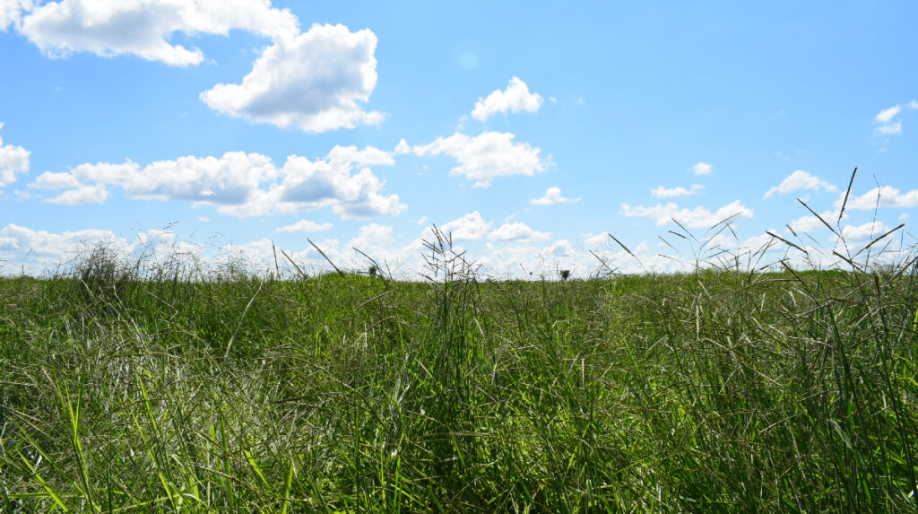 Green pasture against a blue sky along the Carmelita Route
